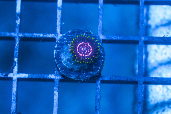 wholesale_coral - saltwater_fish saltwater_coral - rare corals - coralsdepot - Corals_Depot - live_corals - eye - catching - coral quality_marine_fish - quality - marine discoun