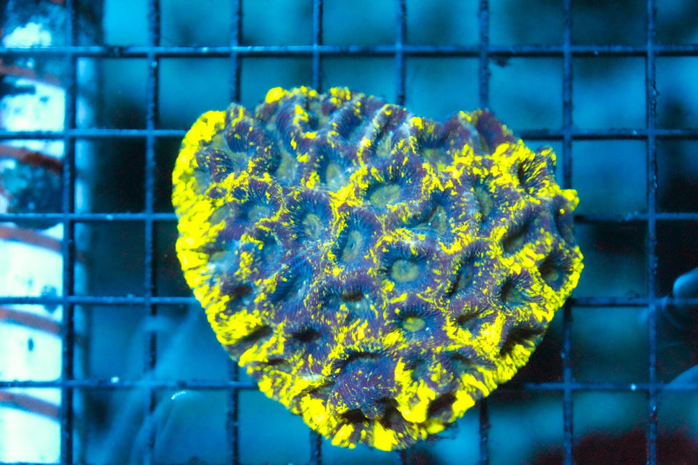 wholesale_coral - saltwater_fish saltwater_coral - rare corals - coralsdepot - Corals_Depot - live_corals - eye - catching - coral quality_marine_fish - quality - marine discoun