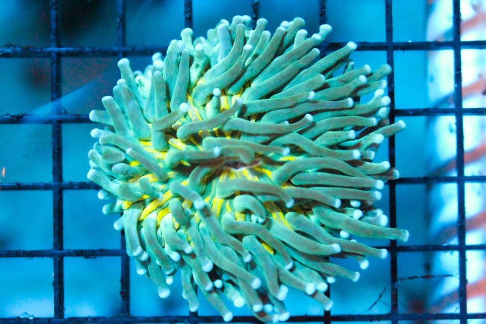 wholesale_coral - saltwater_fish saltwater_coral - rare corals - coralsdepot - Corals_Depot - live_corals - eye - catching - coral quality_marine_fish - quality - marine discoun