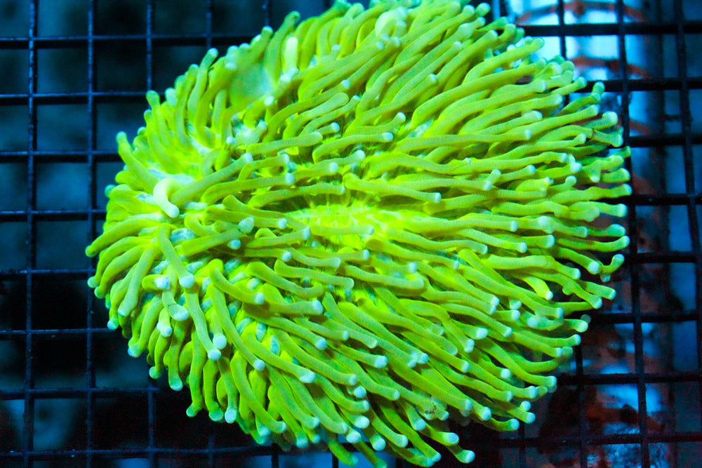 wholesale_coral - saltwater_fish saltwater_coral - rare corals - coralsdepot - Corals_Depot - live_corals - eye - catching - coral quality_marine_fish - quality - marine discoun