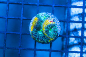 wholesale_coral - saltwater_fish saltwater_coral - rare corals - coralsdepot - Corals_Depot - live_corals - eye - catching - coral quality_marine_fish - quality - marine discoun