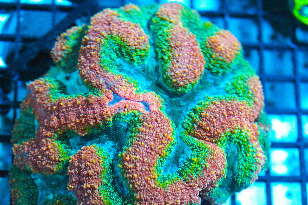 wholesale_coral - saltwater_fish saltwater_coral - rare corals - coralsdepot - Corals_Depot - live_corals - eye - catching - coral quality_marine_fish - quality - marine discoun