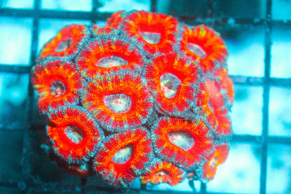wholesale_coral - saltwater_fish saltwater_coral - rare corals - coralsdepot - Corals_Depot - live_corals - eye - catching - coral quality_marine_fish - quality - marine discoun