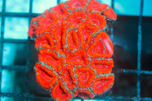 wholesale_coral - saltwater_fish saltwater_coral - rare corals - coralsdepot - Corals_Depot - live_corals - eye - catching - coral quality_marine_fish - quality - marine discoun
