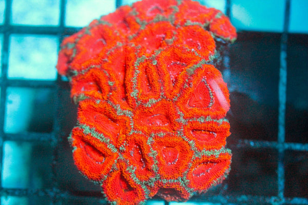 wholesale_coral - saltwater_fish saltwater_coral - rare corals - coralsdepot - Corals_Depot - live_corals - eye - catching - coral quality_marine_fish - quality - marine discoun