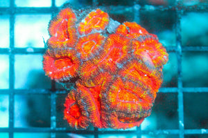 wholesale_coral - saltwater_fish saltwater_coral - rare corals - coralsdepot - Corals_Depot - live_corals - eye - catching - coral quality_marine_fish - quality - marine discoun