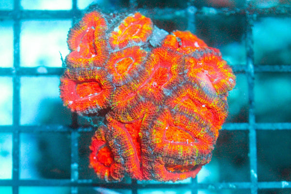 wholesale_coral - saltwater_fish saltwater_coral - rare corals - coralsdepot - Corals_Depot - live_corals - eye - catching - coral quality_marine_fish - quality - marine discoun