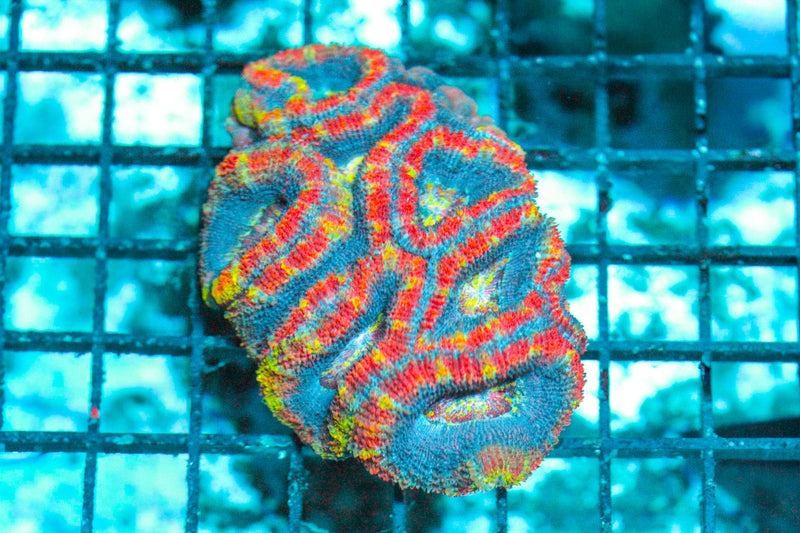 Feeding Acan Corals