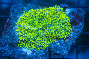 wholesale_coral - saltwater_fish saltwater_coral - rare corals - coralsdepot - Corals_Depot - live_corals - eye - catching - coral quality_marine_fish - quality - marine discoun