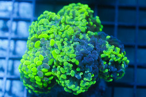 wholesale_coral - saltwater_fish saltwater_coral - rare corals - coralsdepot - Corals_Depot - live_corals - eye - catching - coral quality_marine_fish - quality - marine discoun