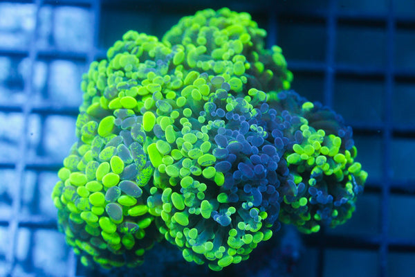 wholesale_coral - saltwater_fish saltwater_coral - rare corals - coralsdepot - Corals_Depot - live_corals - eye - catching - coral quality_marine_fish - quality - marine discoun