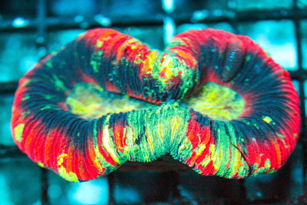 wholesale_coral - saltwater_fish saltwater_coral - rare corals - coralsdepot - Corals_Depot - live_corals - eye - catching - coral quality_marine_fish - quality - marine discoun