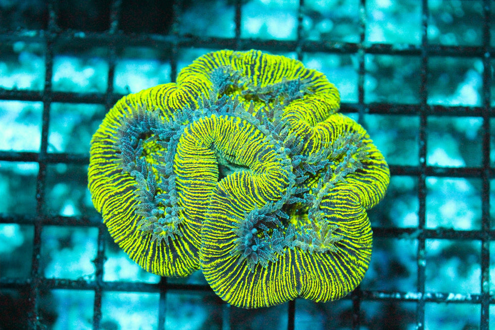wholesale_coral - saltwater_fish saltwater_coral - rare corals - coralsdepot - Corals_Depot - live_corals - eye - catching - coral quality_marine_fish - quality - marine discoun