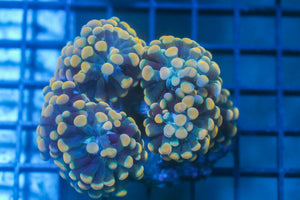 wholesale_coral - saltwater_fish saltwater_coral - rare corals - coralsdepot - Corals_Depot - live_corals - eye - catching - coral quality_marine_fish - quality - marine discoun