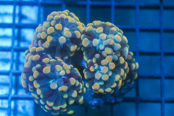 wholesale_coral - saltwater_fish saltwater_coral - rare corals - coralsdepot - Corals_Depot - live_corals - eye - catching - coral quality_marine_fish - quality - marine discoun