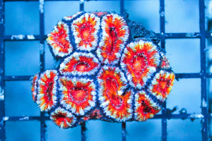 wholesale_coral - saltwater_fish saltwater_coral - rare corals - coralsdepot - Corals_Depot - live_corals - eye - catching - coral quality_marine_fish - quality - marine discoun