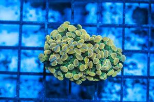 wholesale_coral - saltwater_fish saltwater_coral - rare corals - coralsdepot - Corals_Depot - live_corals - eye - catching - coral quality_marine_fish - quality - marine discoun