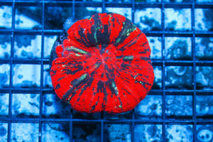 wholesale_coral - saltwater_fish saltwater_coral - rare corals - coralsdepot - Corals_Depot - live_corals - eye - catching - coral quality_marine_fish - quality - marine discoun