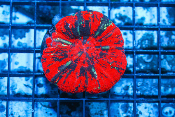 wholesale_coral - saltwater_fish saltwater_coral - rare corals - coralsdepot - Corals_Depot - live_corals - eye - catching - coral quality_marine_fish - quality - marine discoun