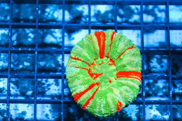 wholesale_coral - saltwater_fish saltwater_coral - rare corals - coralsdepot - Corals_Depot - live_corals - eye - catching - coral quality_marine_fish - quality - marine discoun