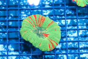 wholesale_coral - saltwater_fish saltwater_coral - rare corals - coralsdepot - Corals_Depot - live_corals - eye - catching - coral quality_marine_fish - quality - marine discoun