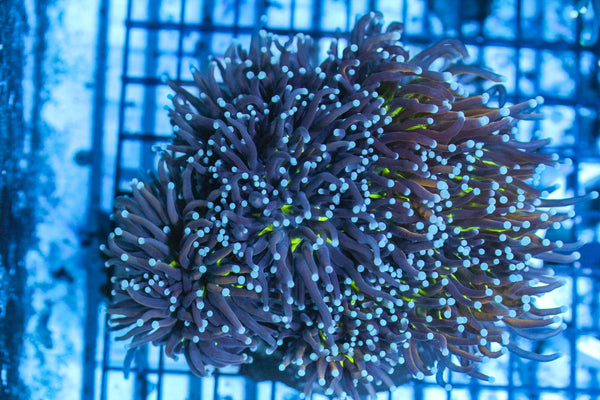 wholesale_coral - saltwater_fish saltwater_coral - rare corals - coralsdepot - Corals_Depot - live_corals - eye - catching - coral quality_marine_fish - quality - marine discoun