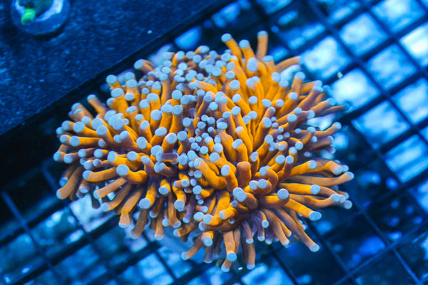 wholesale_coral - saltwater_fish saltwater_coral - rare corals - coralsdepot - Corals_Depot - live_corals - eye - catching - coral quality_marine_fish - quality - marine discoun