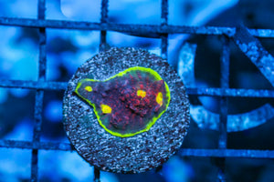 wholesale_coral - saltwater_fish saltwater_coral - rare corals - coralsdepot - Corals_Depot - live_corals - eye - catching - coral quality_marine_fish - quality - marine discoun