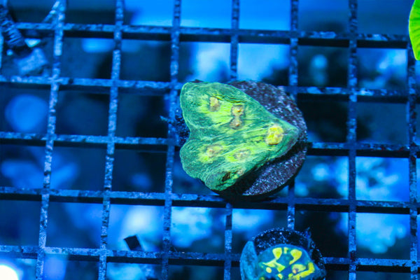 wholesale_coral - saltwater_fish saltwater_coral - rare corals - coralsdepot - Corals_Depot - live_corals - eye - catching - coral quality_marine_fish - quality - marine discoun