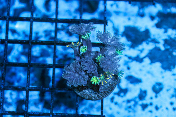wholesale_coral - saltwater_fish saltwater_coral - rare corals - coralsdepot - Corals_Depot - live_corals - eye - catching - coral quality_marine_fish - quality - marine discoun