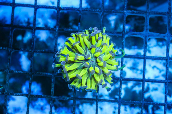 wholesale_coral - saltwater_fish saltwater_coral - rare corals - coralsdepot - Corals_Depot - live_corals - eye - catching - coral quality_marine_fish - quality - marine discoun