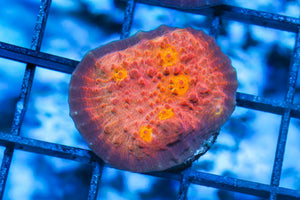 wholesale_coral - saltwater_fish saltwater_coral - rare corals - coralsdepot - Corals_Depot - live_corals - eye - catching - coral quality_marine_fish - quality - marine discoun