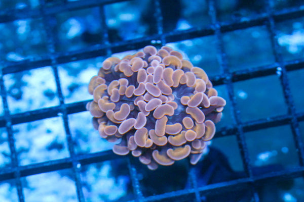 wholesale_coral - saltwater_fish saltwater_coral - rare corals - coralsdepot - Corals_Depot - live_corals - eye - catching - coral quality_marine_fish - quality - marine discoun