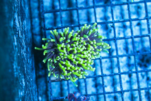 wholesale_coral - saltwater_fish saltwater_coral - rare corals - coralsdepot - Corals_Depot - live_corals - eye - catching - coral quality_marine_fish - quality - marine discoun