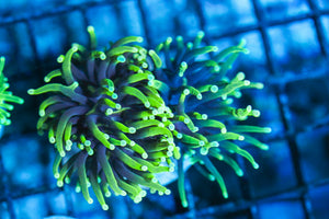 wholesale_coral - saltwater_fish saltwater_coral - rare corals - coralsdepot - Corals_Depot - live_corals - eye - catching - coral quality_marine_fish - quality - marine discoun