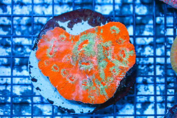 wholesale_coral - saltwater_fish saltwater_coral - rare corals - coralsdepot - Corals_Depot - live_corals - eye - catching - coral quality_marine_fish - quality - marine discoun