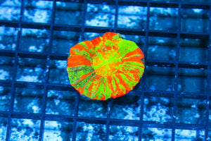 wholesale_coral - saltwater_fish saltwater_coral - rare corals - coralsdepot - Corals_Depot - live_corals - eye - catching - coral quality_marine_fish - quality - marine discoun