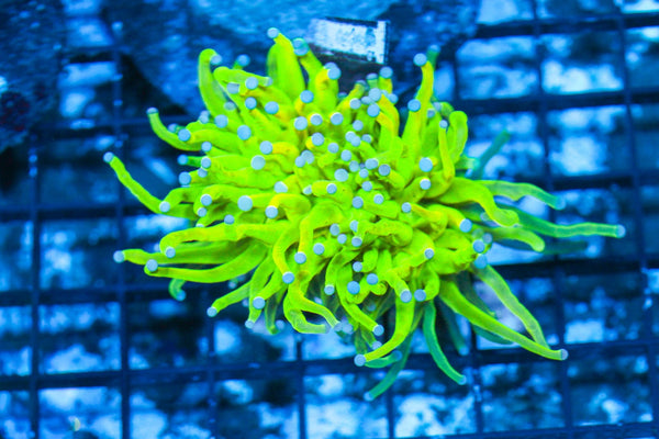 wholesale_coral - saltwater_fish saltwater_coral - rare corals - coralsdepot - Corals_Depot - live_corals - eye - catching - coral quality_marine_fish - quality - marine discoun