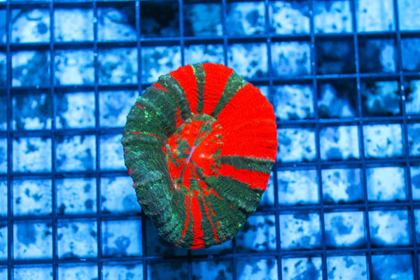 wholesale_coral - saltwater_fish saltwater_coral - rare corals - coralsdepot - Corals_Depot - live_corals - eye - catching - coral quality_marine_fish - quality - marine discoun