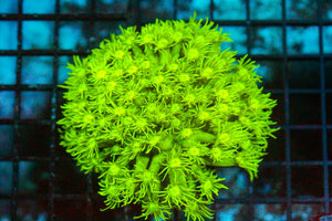 wholesale_coral - saltwater_fish saltwater_coral - rare corals - coralsdepot - Corals_Depot - live_corals - eye - catching - coral quality_marine_fish - quality - marine discoun
