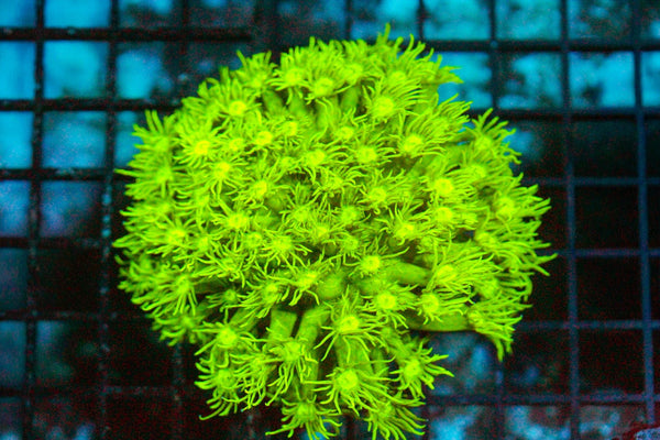 wholesale_coral - saltwater_fish saltwater_coral - rare corals - coralsdepot - Corals_Depot - live_corals - eye - catching - coral quality_marine_fish - quality - marine discoun