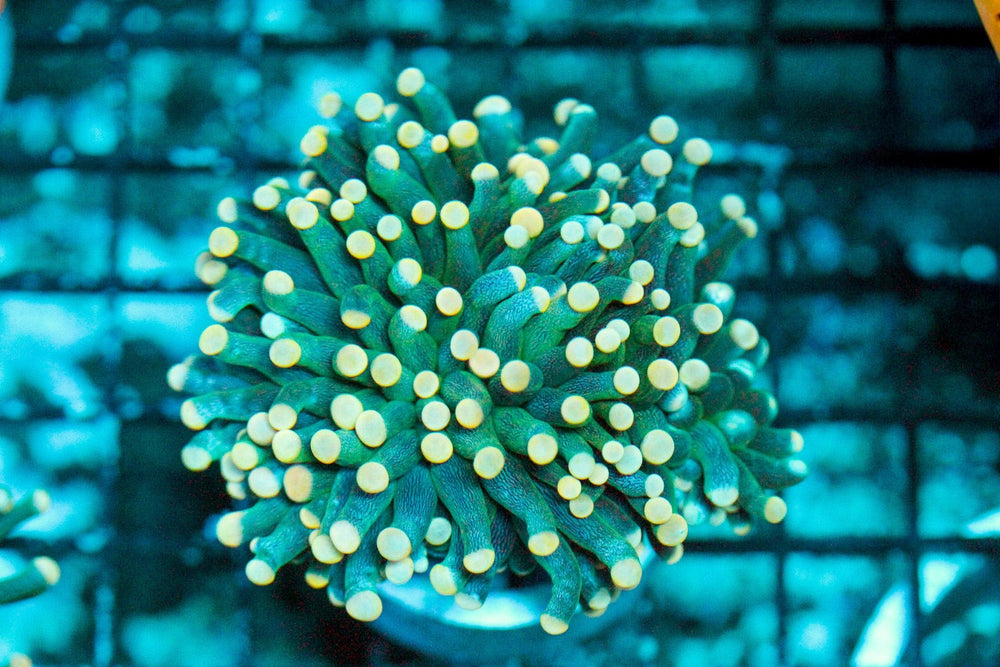 wholesale_coral - saltwater_fish saltwater_coral - rare corals - coralsdepot - Corals_Depot - live_corals - eye - catching - coral quality_marine_fish - quality - marine discoun