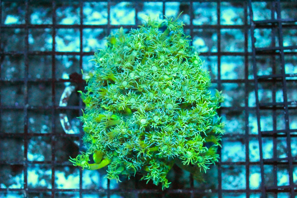 wholesale_coral - saltwater_fish saltwater_coral - rare corals - coralsdepot - Corals_Depot - live_corals - eye - catching - coral quality_marine_fish - quality - marine discoun