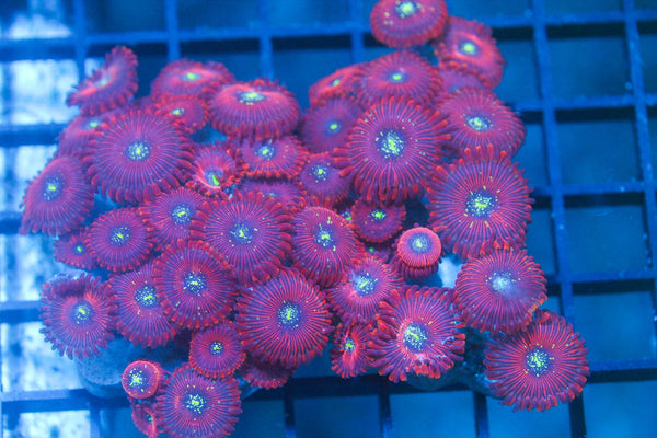 wholesale_coral - saltwater_fish saltwater_coral - rare corals - coralsdepot - Corals_Depot - live_corals - eye - catching - coral quality_marine_fish - quality - marine discoun