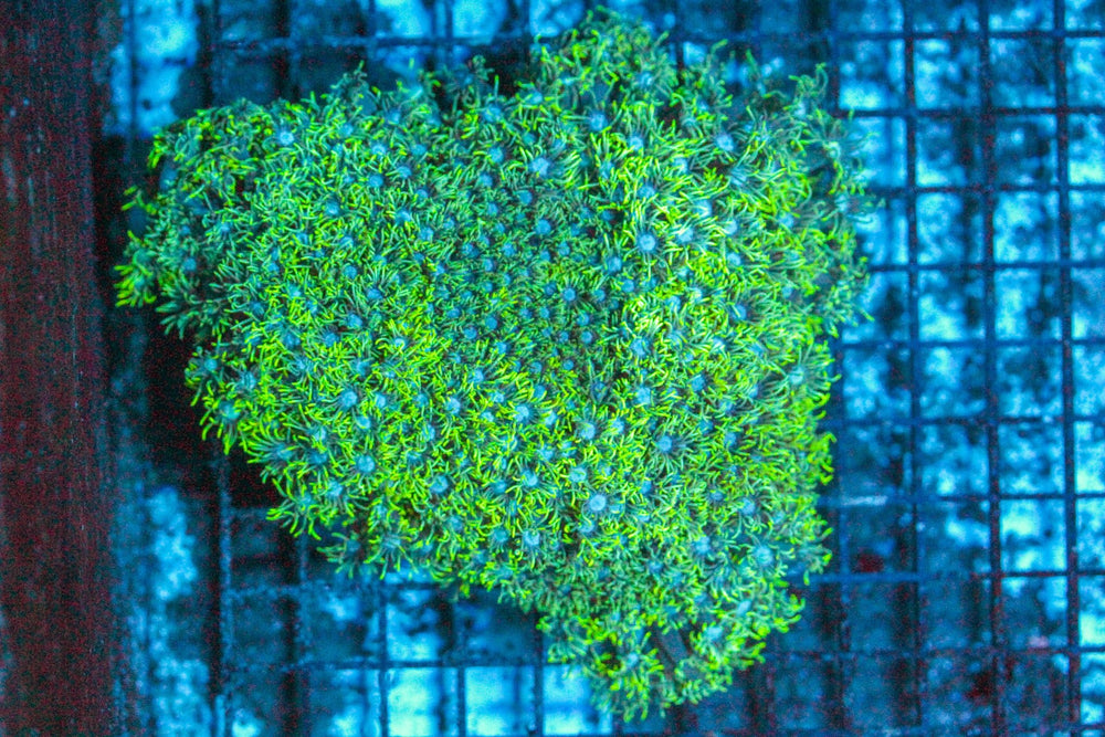 wholesale_coral - saltwater_fish saltwater_coral - rare corals - coralsdepot - Corals_Depot - live_corals - eye - catching - coral quality_marine_fish - quality - marine discoun