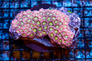 wholesale_coral - saltwater_fish saltwater_coral - rare corals - coralsdepot - Corals_Depot - live_corals - eye - catching - coral quality_marine_fish - quality - marine discoun