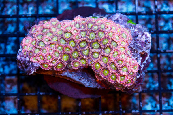 wholesale_coral - saltwater_fish saltwater_coral - rare corals - coralsdepot - Corals_Depot - live_corals - eye - catching - coral quality_marine_fish - quality - marine discoun