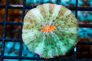 wholesale_coral - saltwater_fish saltwater_coral - rare corals - coralsdepot - Corals_Depot - live_corals - eye - catching - coral quality_marine_fish - quality - marine discoun