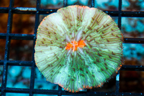 wholesale_coral - saltwater_fish saltwater_coral - rare corals - coralsdepot - Corals_Depot - live_corals - eye - catching - coral quality_marine_fish - quality - marine discoun