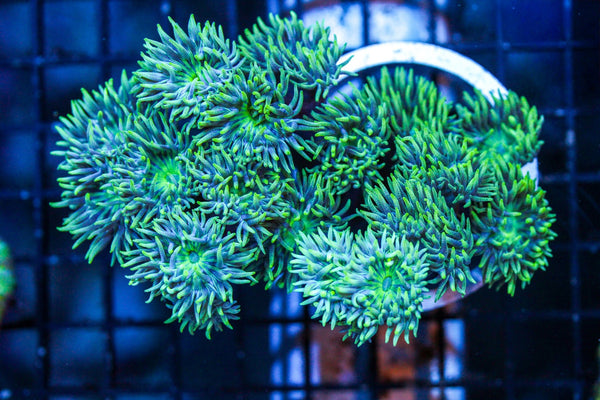 wholesale_coral - saltwater_fish saltwater_coral - rare corals - coralsdepot - Corals_Depot - live_corals - eye - catching - coral quality_marine_fish - quality - marine discoun